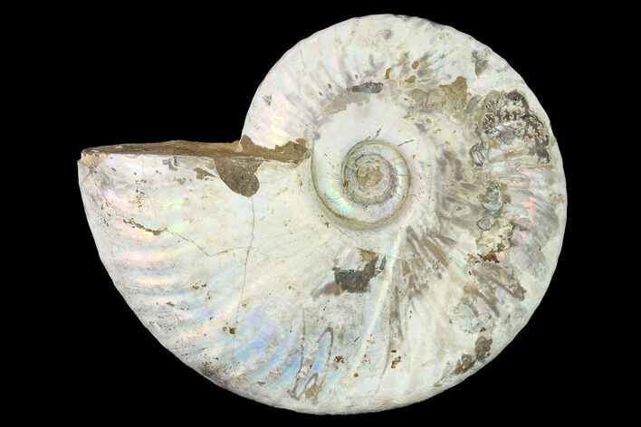 Silver Iridescent Ammonite (Cleoniceras) Fossil - Madagascar #146331